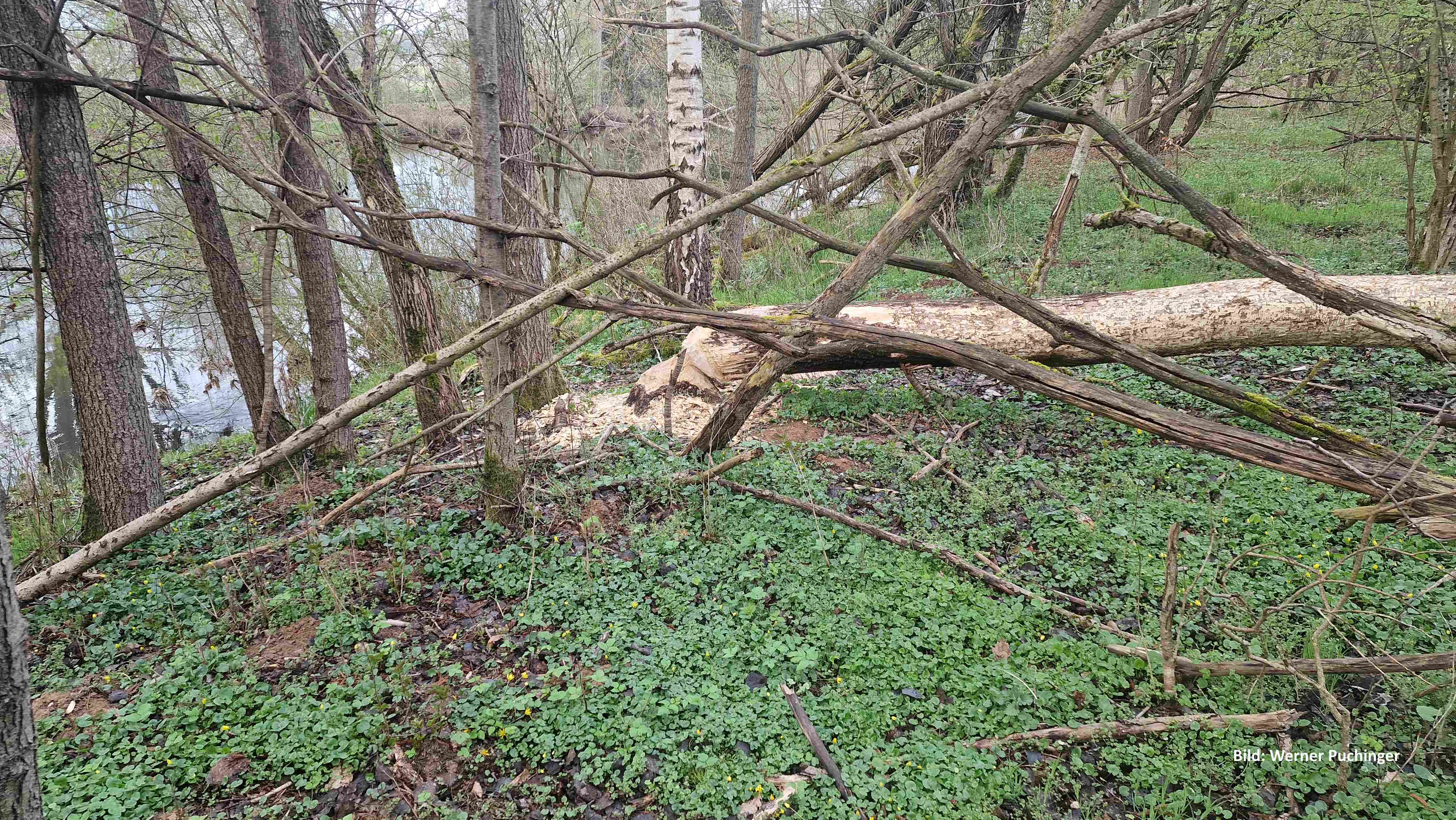 Vom Biber gefällter Baum am Ederradweg unter dem Büraberg.